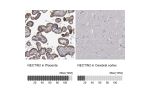 Immunohistochemistry analysis in human placenta and cerebral cortex tissues using HPA012759 antibody. Corresponding NECTIN2 RNA-seq data are presented for the same tissues.