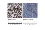 Immunohistochemistry analysis in human kidney and lymph node tissues using Anti-ATP1B1 antibody. Corresponding ATP1B1 RNA-seq data are presented for the same tissues.