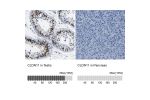 Immunohistochemistry analysis in human testis and pancreas tissues using HPA013166 antibody. Corresponding CLDN11 RNA-seq data are presented for the same tissues.