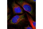 Immunofluorescent staining of human cell line U-2 OS shows localization to cytosol.