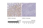 Immunohistochemistry analysis in human stomach and pancreas tissues using Anti-DPCR1 antibody. Corresponding DPCR1 RNA-seq data are presented for the same tissues.