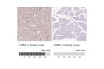 Immunohistochemistry analysis in human cerebral cortex and liver tissues using HPA014101 antibody. Corresponding CHRM1 RNA-seq data are presented for the same tissues.