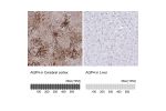 Immunohistochemistry analysis in human cerebral cortex and liver tissues using HPA014784 antibody. Corresponding AQP4 RNA-seq data are presented for the same tissues.