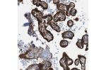 Immunohistochemical staining of human placenta shows moderate to strong cytoplasmic positivity in trophoblastic cells.