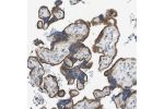 Immunohistochemical staining of human duodenum shows strong granular positivity in glandular cells.