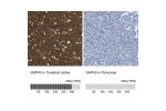 Immunohistochemistry analysis in human cerebral cortex and pancreas tissues using Anti-GAP43 antibody. Corresponding GAP43 RNA-seq data are presented for the same tissues.