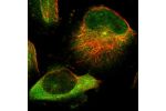 Immunofluorescent staining of human cell line U-251 MG shows localization to cytosol & centrosome.