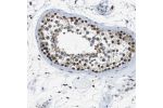 Immunohistochemical staining of human testis shows strong nuclear positivity in cells of seminiferus ducts.