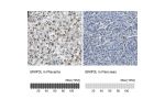 Immunohistochemistry analysis in human placenta and pancreas tissues using Anti-BNIP3L antibody. Corresponding BNIP3L RNA-seq data are presented for the same tissues.