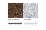 Immunohistochemistry analysis in human cerebral cortex and kidney tissues using Anti-DCLK1 antibody. Corresponding DCLK1 RNA-seq data are presented for the same tissues.