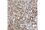 Immunohistochemical staining of human stomach shows strong cytoplasmic positivity in glandular cells.