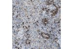 Immunohistochemical staining of human spleen shows moderate positivity in lymphoid cells.