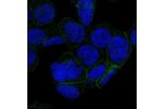 Immunofluorescent staining of human cell line HEL shows localization to plasma membrane & centriolar satellites.
