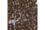 Immunohistochemical staining of human pancreas shows distinct cytoplasmic positivity in exocrine glandular cells.