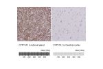 Immunohistochemistry analysis in human adrenal gland and cerebral cortex tissues using Anti-CYP11A1 antibody. Corresponding CYP11A1 RNA-seq data are presented for the same tissues.
