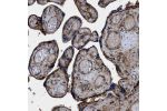 Immunohistochemical staining of human placenta shows strong membranous positivity in trophoblastic cells.