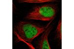 Immunofluorescent staining of human cell line U-2 OS shows localization to nucleoplasm.