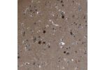 Immunohistochemical staining of human cerebral cortex shows moderate nuclear positivity in neurons.