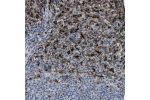 Immunohistochemical staining of human spleen shows distinct cytoplasmic positivity in cells in red pulp.