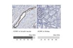 Immunohistochemistry analysis in human smooth muscle and kidney tissues using Anti-ACKR1 antibody. Corresponding ACKR1 RNA-seq data are presented for the same tissues.
