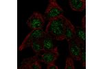 Immunofluorescent staining of human cell line Hep G2 shows localization to nuclear speckles.