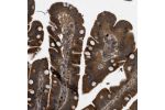 Immunohistochemical staining of human duodenum shows strong cytoplasmic positivity in glandular cells.