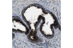 Immunohistochemical staining of human prostate shows strong cytoplasmic positivity with a granular pattern in glandular cells.
