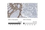 Immunohistochemistry analysis in human thyroid gland and pancreas tissues using Anti-BAG1 antibody. Corresponding BAG1 RNA-seq data are presented for the same tissues.