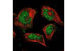 Immunofluorescent staining of human cell line U-251 MG shows localization to nucleus.