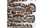 Immunohistochemical staining of human duodenum shows strong positivity in glandular cells.