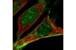 Immunofluorescent staining of human cell line U-2 OS shows localization to nucleus, nucleoli & actin filaments.