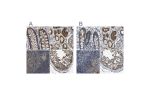 Immunohistochemical staining of human colon, kidney, lymph node and testis using Anti-FHIT antibody HPA018909 (A) shows similar protein distribution across tissues to independent antibody HPA018840 (B).