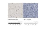 Immunohistochemistry analysis in human cerebral cortex and pancreas tissues using HPA019123 antibody. Corresponding QKI RNA-seq data are presented for the same tissues.