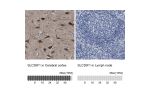 Immunohistochemistry analysis in human cerebral cortex and lymph node tissues using Anti-SLC35F1 antibody. Corresponding SLC35F1 RNA-seq data are presented for the same tissues.