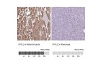 Immunohistochemistry analysis in human heart muscle and pancreas tissues using HPA019763 antibody. Corresponding MYL2 RNA-seq data are presented for the same tissues.