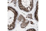 Immunohistochemical staining of human testis shows positivity in cells in seminiferous ducts and in Leydig cells.