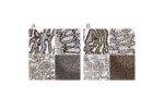 Immunohistochemical staining of human fallopian tube, gastrointestinal, kidney and lymphoid tissues using Anti-NUMA1 antibody HPA019841 (A) shows similar protein distribution across tissues to independent antibody HPA019859 (B).