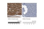 Immunohistochemistry analysis in human smooth muscle and pancreas tissues using HPA019918 antibody. Corresponding BAG2 RNA-seq data are presented for the same tissues.