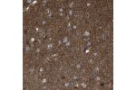 Immunohistochemical staining of human cerebral cortex shows strong positivity in neuropil.