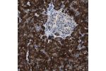 Immunohistochemical staining of human pancreas shows strong cytoplasmic positivity in exocrine glandular cells.