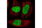 Immunofluorescent staining of human cell line U-2 OS shows localization to nucleus.