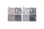 Immunohistochemical staining of human cerebral cortex, colon, liver and lymph node using Anti-EBAG9 antibody HPA021153 (A) shows similar protein distribution across tissues to independent antibody HPA021154 (B).
