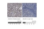 Immunohistochemistry analysis in human parathyroid gland and lymph node tissues using Anti-GOLGA2 antibody. Corresponding GOLGA2 RNA-seq data are presented for the same tissues.