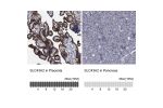 Immunohistochemistry analysis in human placenta and liver tissues using Anti-SLC43A2 antibody. Corresponding SLC43A2 RNA-seq data are presented for the same tissues.