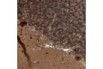 Immunohistochemical staining of human cerebellum shows strong nuclear positivity in purkinjee cells.