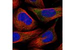 Immunofluorescent staining of human cell line U-2 OS shows localization to cytosol.