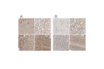 Immunohistochemical staining of human cerebral cortex, kidney, liver and skeletal muscle using Anti-DCAF7 antibody HPA022948 (A) shows similar protein distribution across tissues to independent antibody HPA022962 (B).