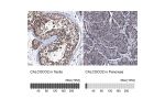 Immunohistochemistry analysis in human testis and pancreas tissues using HPA023195 antibody. Corresponding CALCOCO2 RNA-seq data are presented for the same tissues.