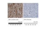 Immunohistochemistry analysis in human cerebral cortex and pancreas tissues using HPA023266 antibody. Corresponding CNP RNA-seq data are presented for the same tissues.
