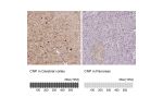 Immunohistochemistry analysis in human cerebral cortex and pancreas tissues using Anti-CNP antibody. Corresponding CNP RNA-seq data are presented for the same tissues.